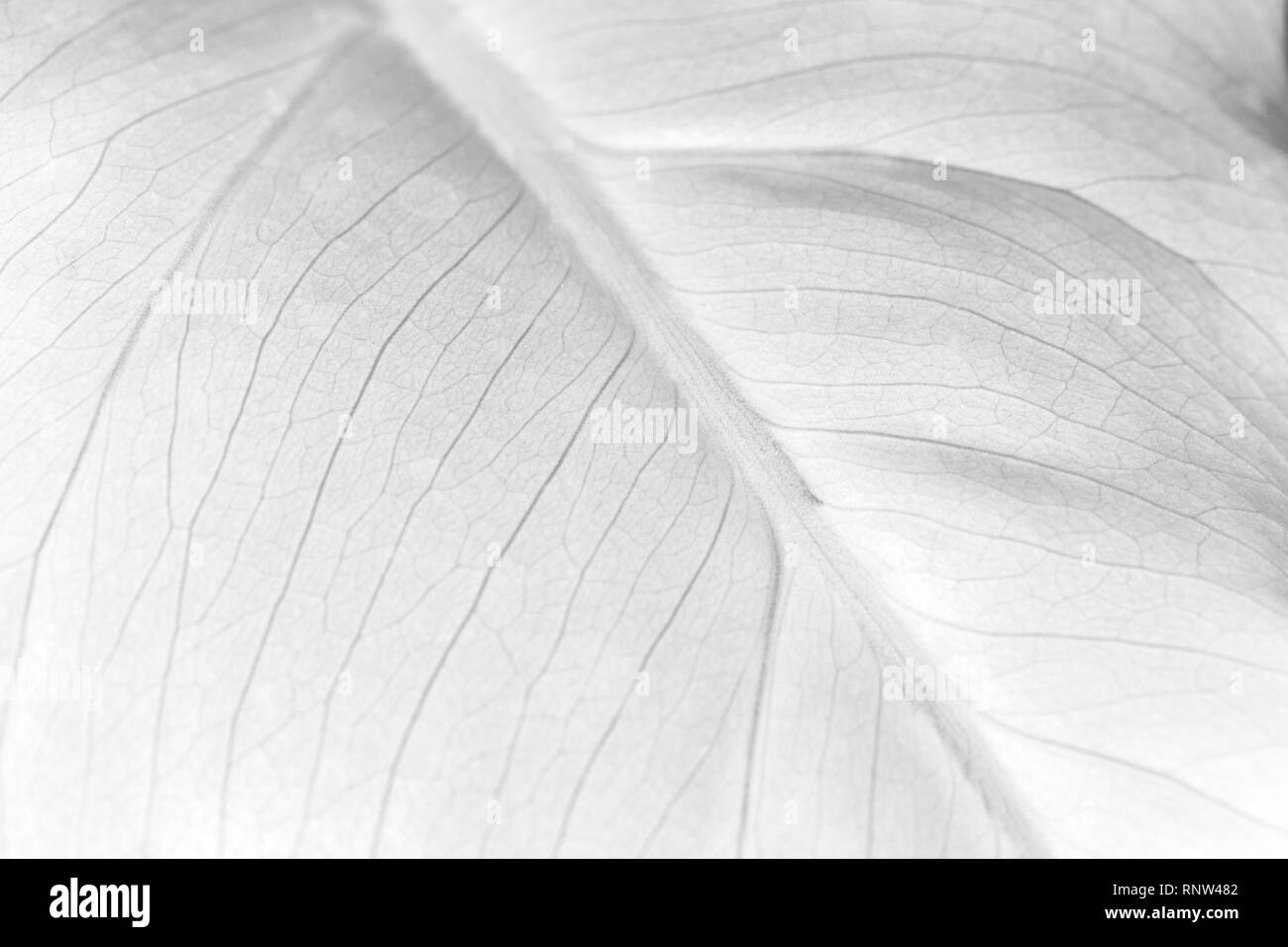 light plant leaf, black and white background image Stock Photo - Alamy