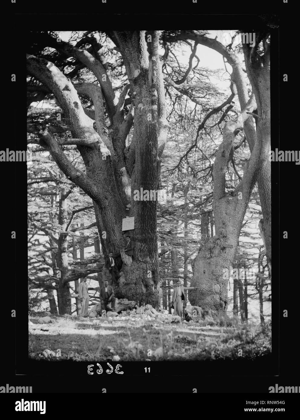 Cedar of lebanon Black and White Stock Photos & Images - Alamy