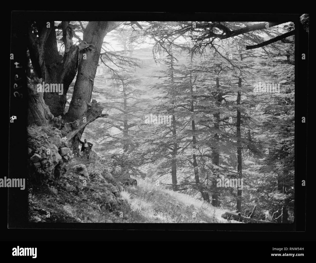 Cedar of lebanon Black and White Stock Photos & Images - Alamy