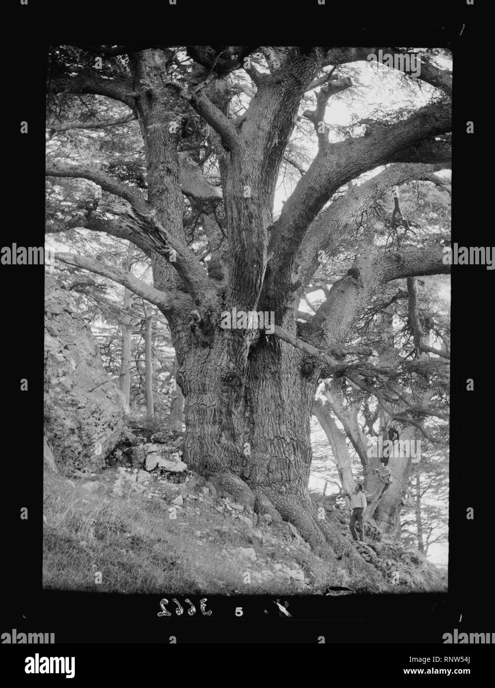 Cedar of lebanon Black and White Stock Photos & Images - Alamy