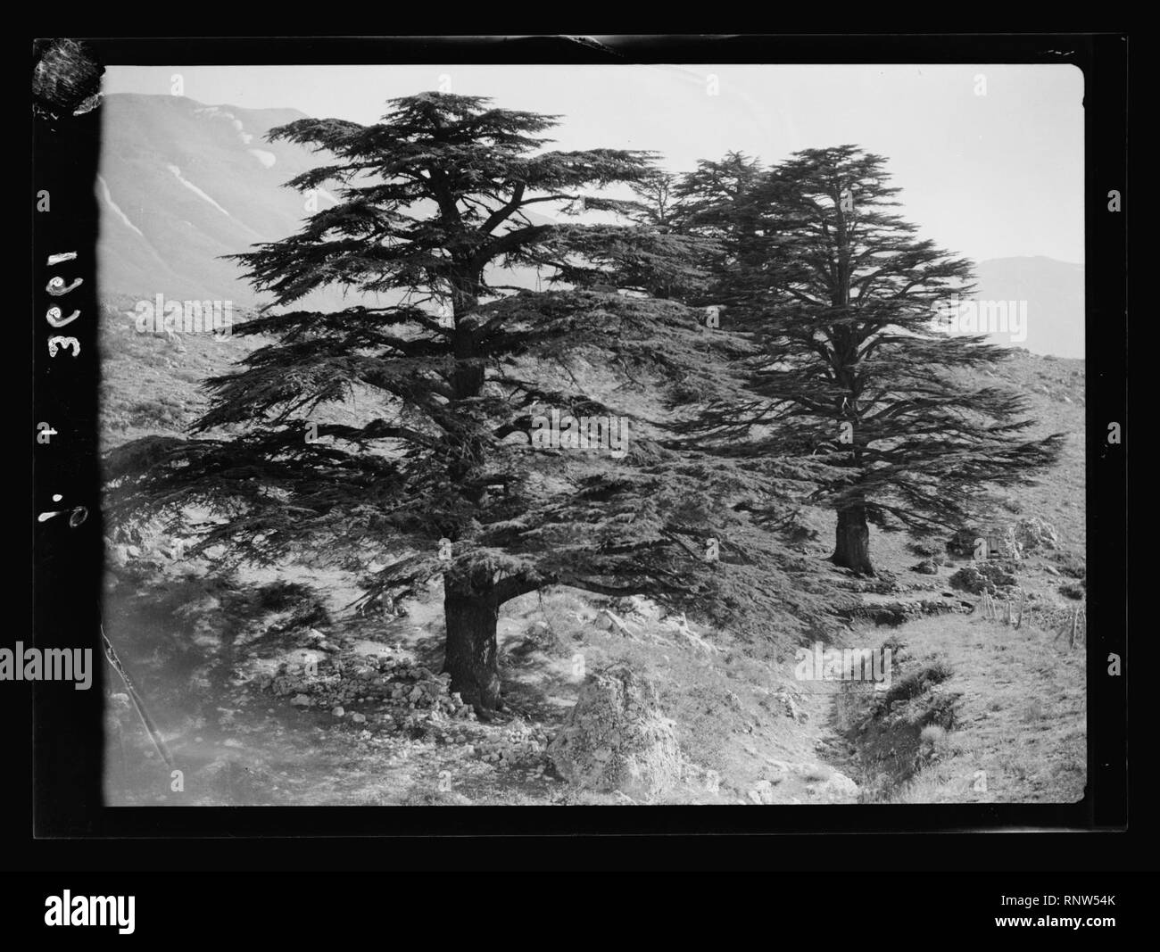 Cedar of lebanon Black and White Stock Photos & Images - Alamy