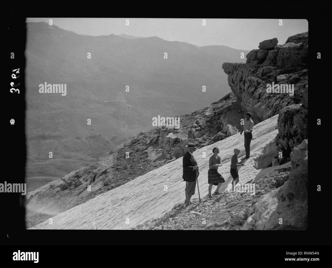 Cedar of lebanon Black and White Stock Photos & Images - Alamy