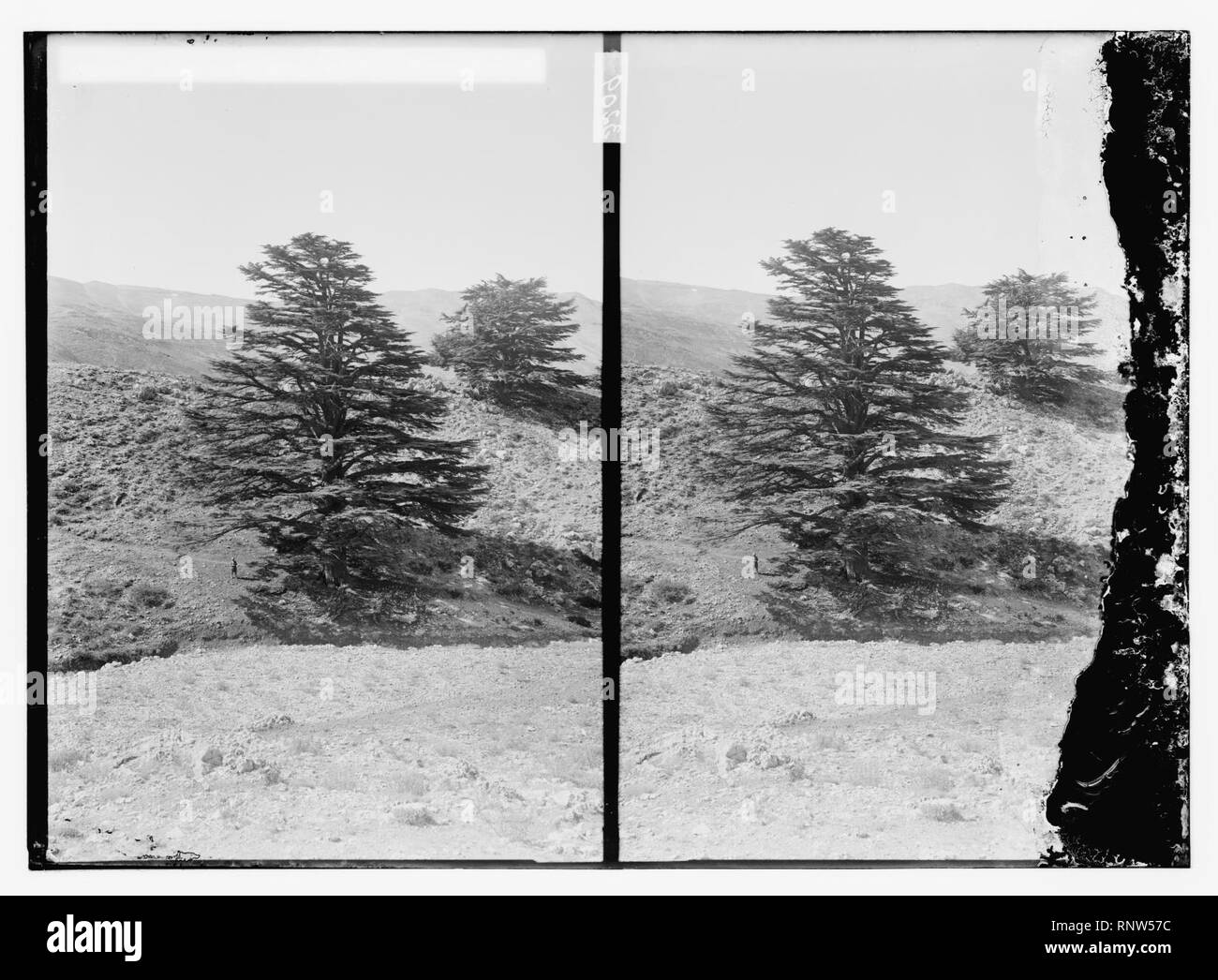 Cedars of Lebanon (Cedrus libani Barr.) Stock Photo