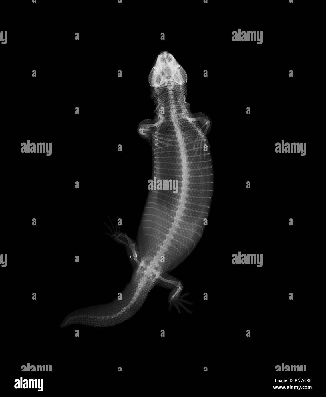 X-RAY VISION: ZSL London Zoo has shared a selection of amazing x-ray images, taken during routine health checks of its 18,000 animals.    The images, taken by the ZooÕs expert veterinary team at the on-site clinic reveal the inner workings of a variety of different species, including frogs, snakes, geckos and turtles.   ZSL London Zoo veterinary nurse Heather Mackintosh says: ÒWe can tell so much about an animalÕs health from looking at an x-ray - from the strength of their bones to how healthy their heart is.   ÒTheyÕre vital to our work, and even though we get to see unique x-rays fairly oft Stock Photo