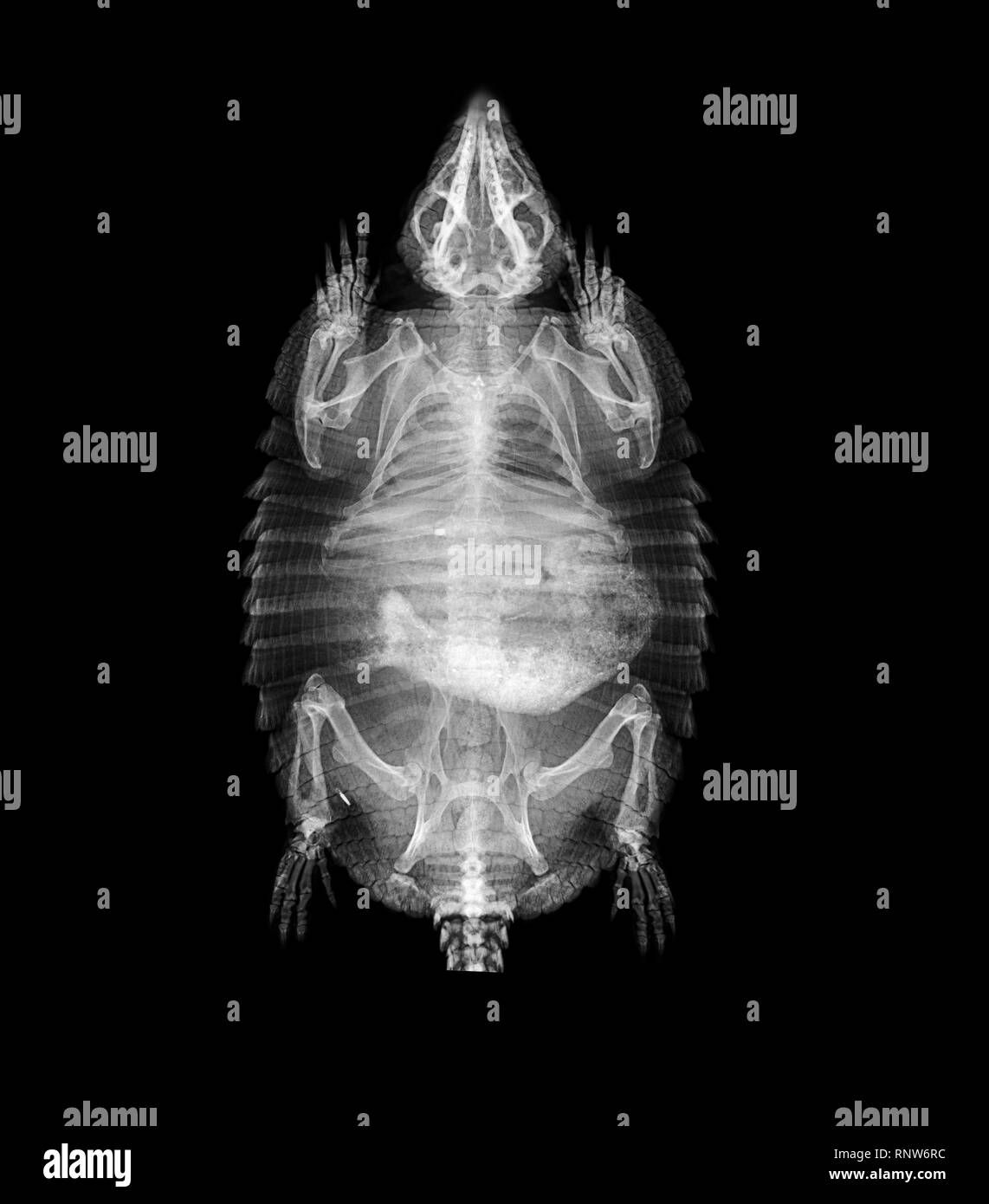 X-RAY VISION: ZSL London Zoo has shared a selection of amazing x-ray images, taken during routine health checks of its 18,000 animals.    The images, taken by the Zoo’s expert veterinary team at the on-site clinic reveal the inner workings of a variety of different species, including frogs, snakes, geckos and turtles.   ZSL London Zoo veterinary nurse Heather Mackintosh says: “We can tell so much about an animal’s health from looking at an x-ray - from the strength of their bones to how healthy their heart is.   “They’re vital to our work, and even though we get to see unique x-rays fairly oft Stock Photo