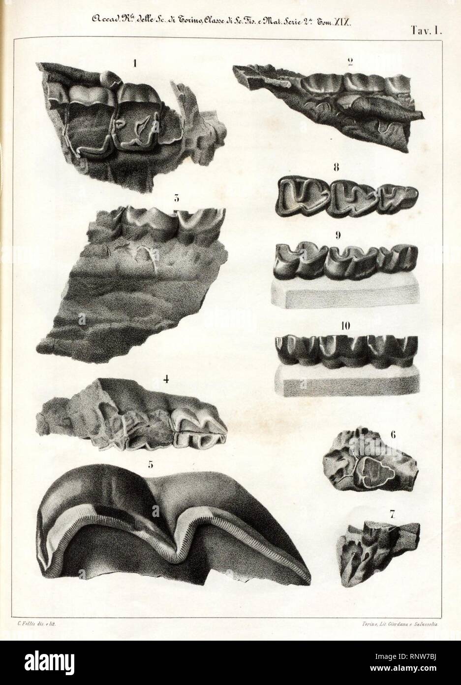 Cenni sui vertebrati fossili del Piemonte (Tav. I Stock Photo - Alamy