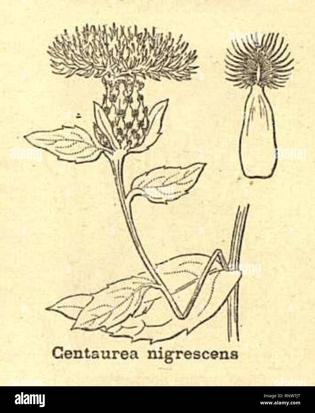 Centaurea nigrescens ssp nigrescens. Stock Photo