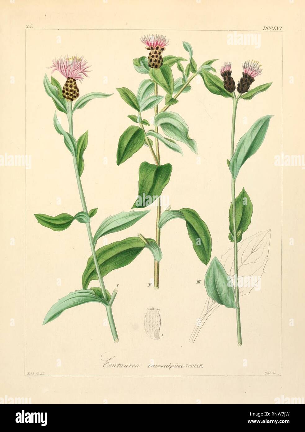 Centaurea nigrescens ssp transalpina. Stock Photo