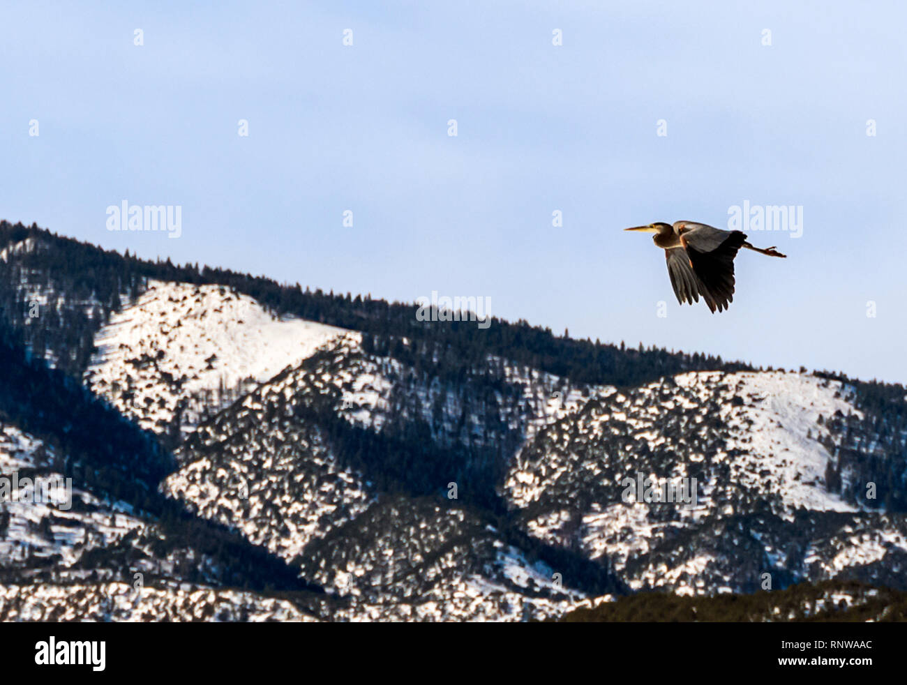 Great Blue Heron flying over Rocky Mountains; Ardea herodias; Pelecaniformes; Ardeidae; Vandaveer Ranch; central Colorado; USA Stock Photo