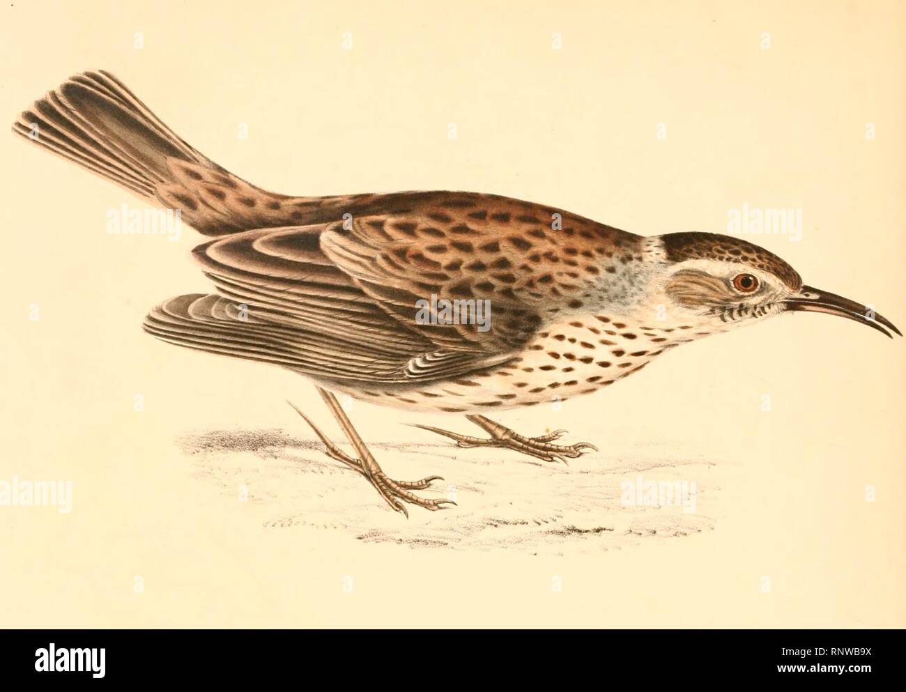 Certhilauda hires stock photography and images Alamy