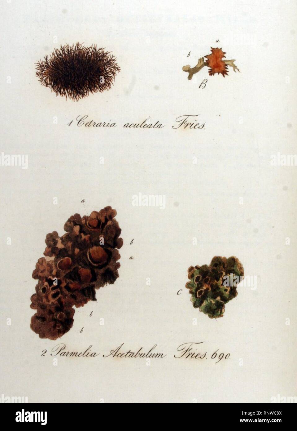 Cetraria aculeata — Flora Batava — Volume v9. Stock Photo