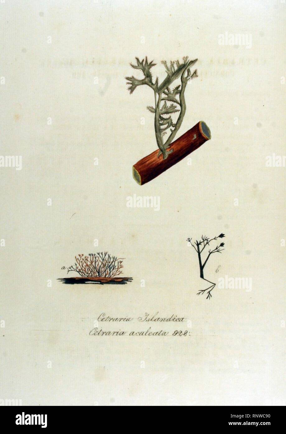 Cetraria aculeata — Flora Batava — Volume v12. Stock Photo