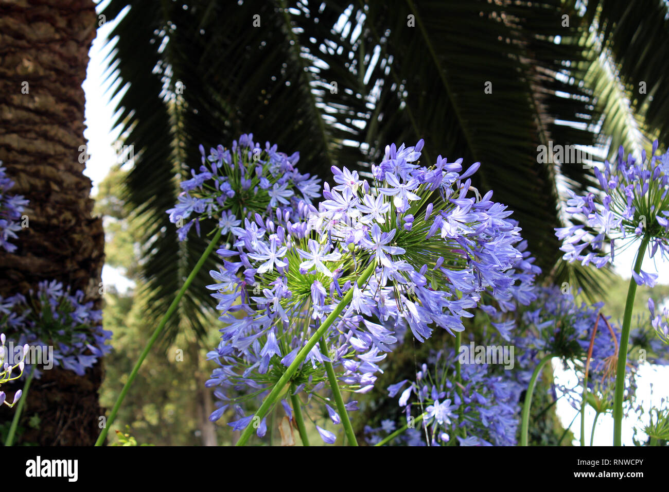 A group of True Blue Allium flowersin full bloom Stock Photo