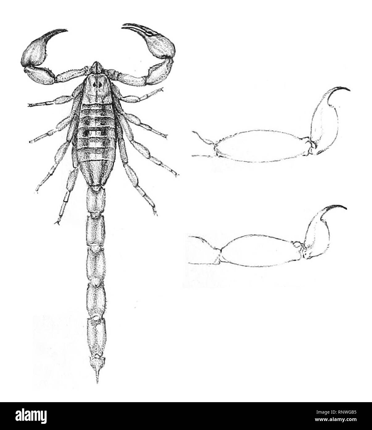 Centruroides nitidus 1894. Stock Photo