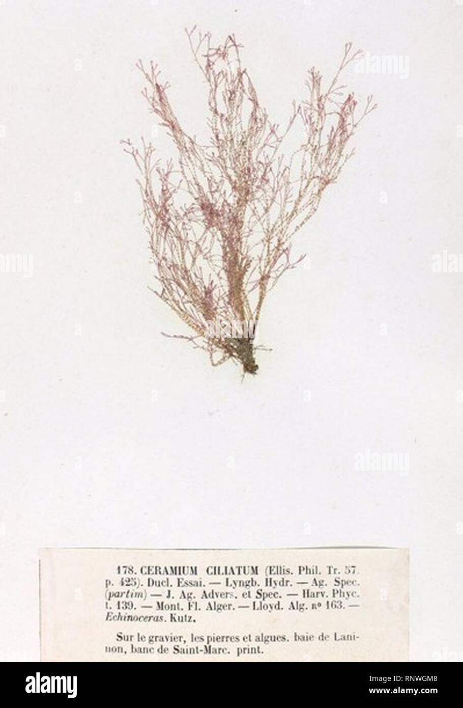 Ceramium ciliatum Crouan. Stock Photo