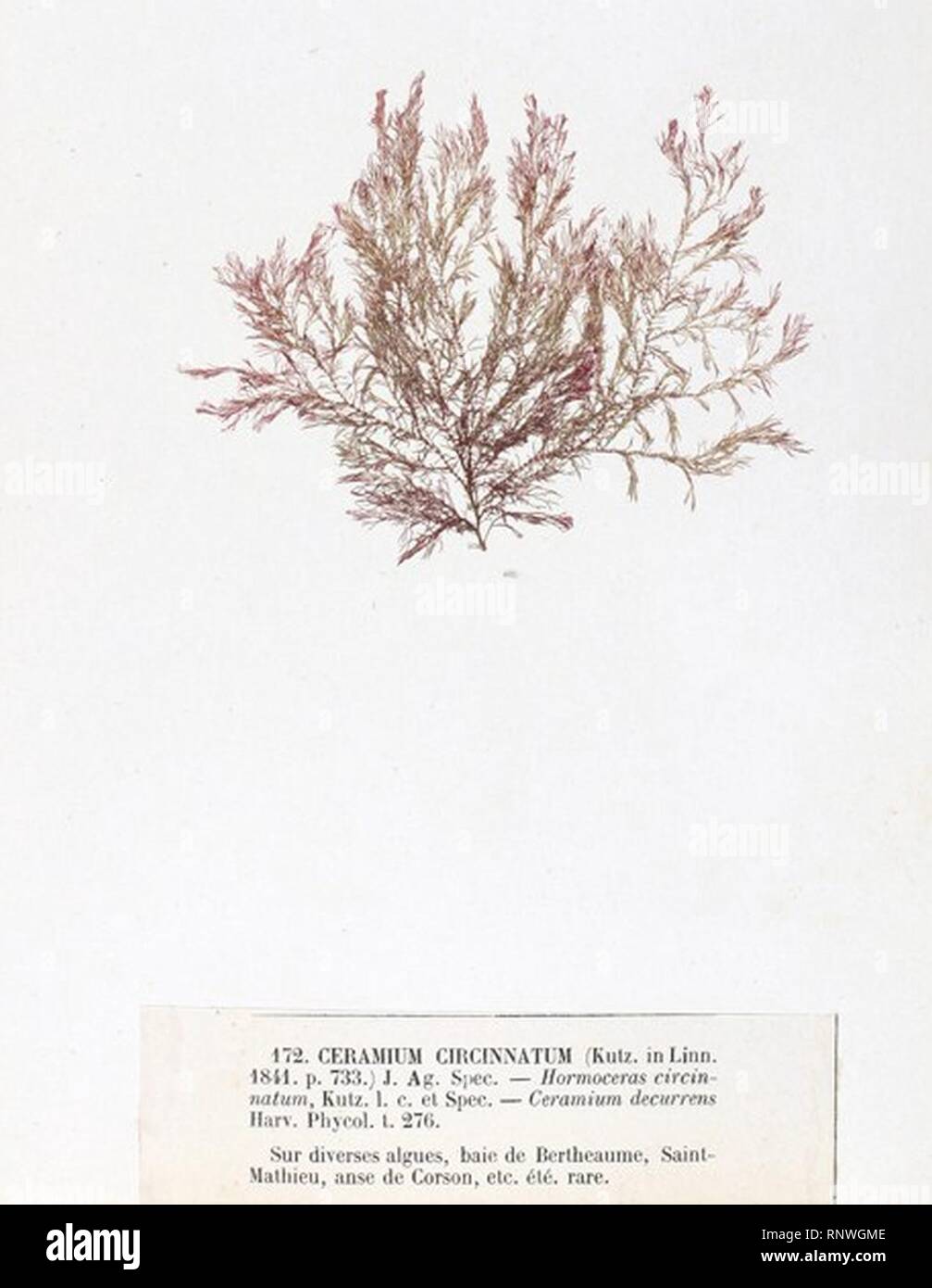 Ceramium circinatum Crouan. Stock Photo