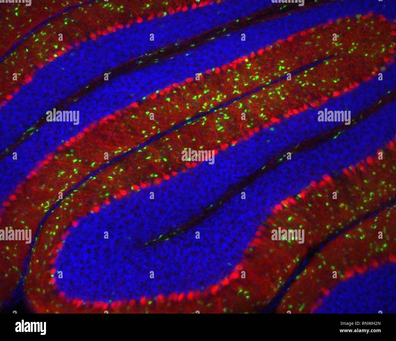 Purkinje High Resolution Stock Photography and Images - Alamy