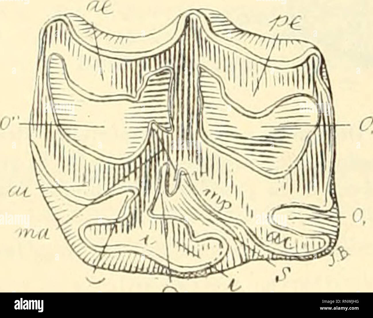 . Anales del Museo Nacional de Buenos Aires. Natural history -- Argentina; Natural history -- South America. ^ MW'^'^ ''mW t t u Fig. 352. Hipparion e.alamariiim Cope. Cinquiéme et sixiéme.inolaires supó- rieures gauches d'un méme individu, vues par la face masticatrice, grossies un demi-diamétre (f) du naturel. Miocéne supérieur (Lonp Fork beds) des Etats-Unis. individu des molaires avec la colonne isólée et d'autres avec la colonne fusionnée. Je reproduis ci-dessus la figure (d'aprés Cope) des molaires cinquiéme et sixiéme d'un individu á'Hipparion cala- marium (fig. 352) qui se troii- ve da Stock Photo