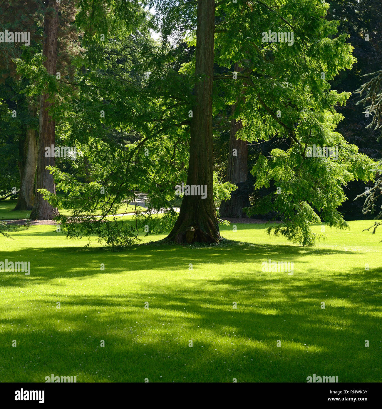 Sunny sunshine summer day morning hi-res stock photography and images ...