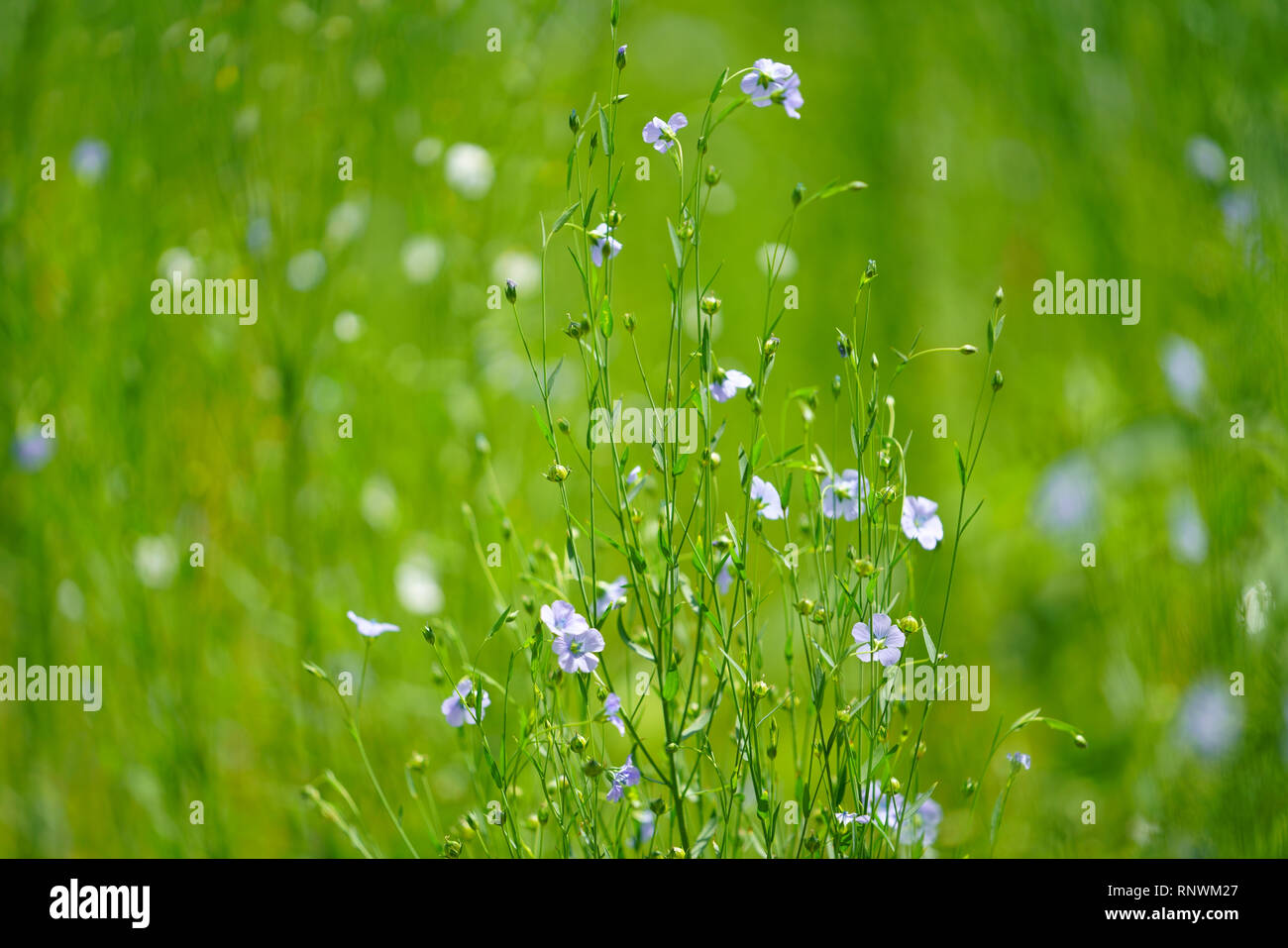 Flax Flower Field Stock Photo Alamy