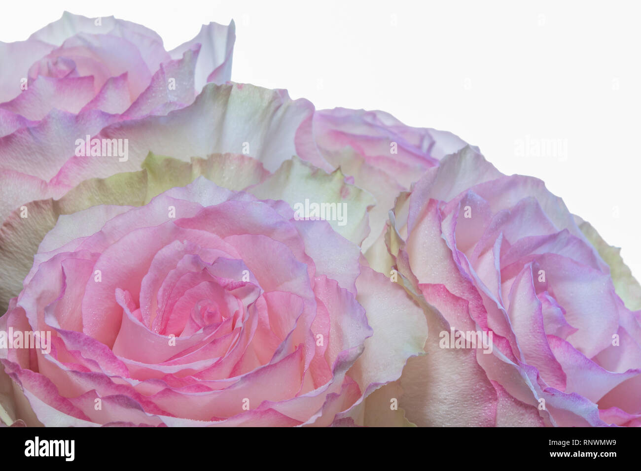 Four pink roses hi-res stock photography and images - Alamy