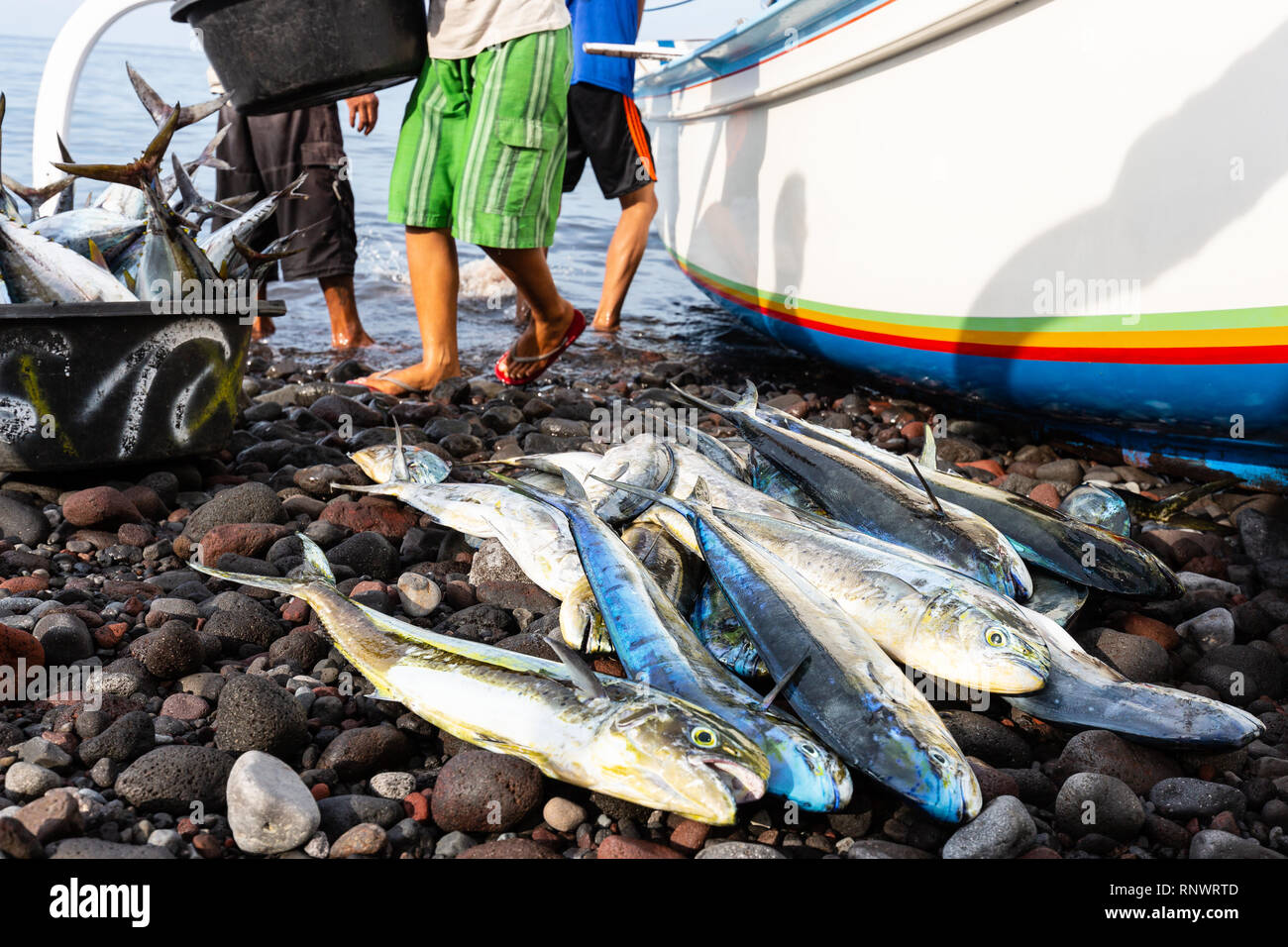 Fishermen offload the daily fish catch from a jukong boat in Tulamben, Bali. Stock Photo