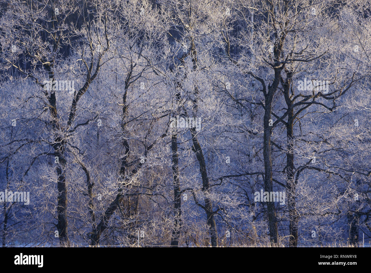 Rime ice, early morning Stock Photo - Alamy