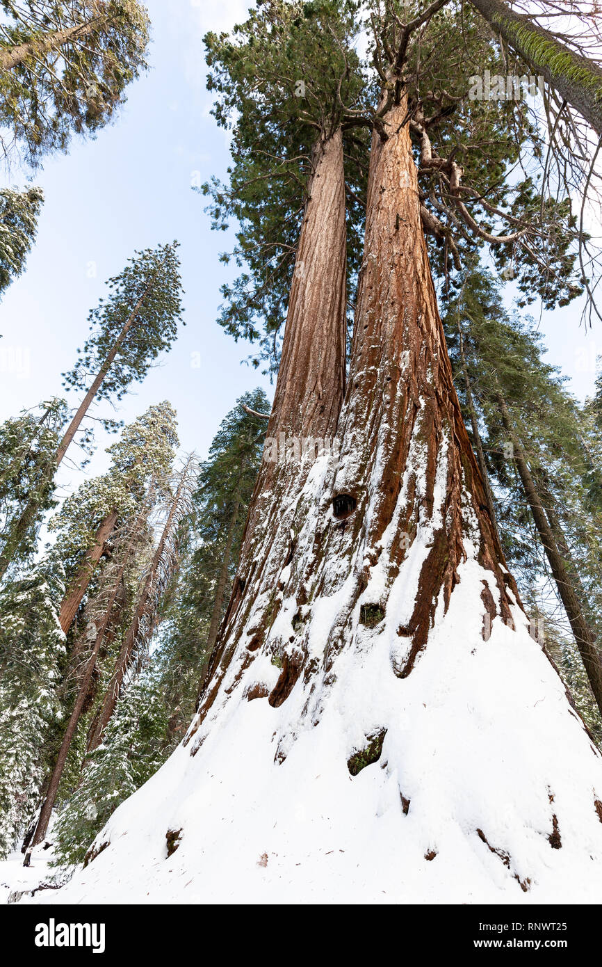 Two tall sequoia trees (Sequoiadendron giganteum) share a root system, their bases covered in winter snow, along the Trail of 100 Giants. Stock Photo