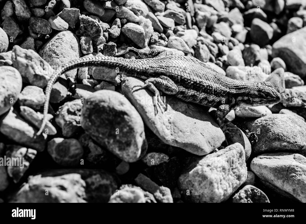 Small lizard sunbathing on rocks after rain storm on top of a mountain next to Bear Lake, Utah. Stock Photo