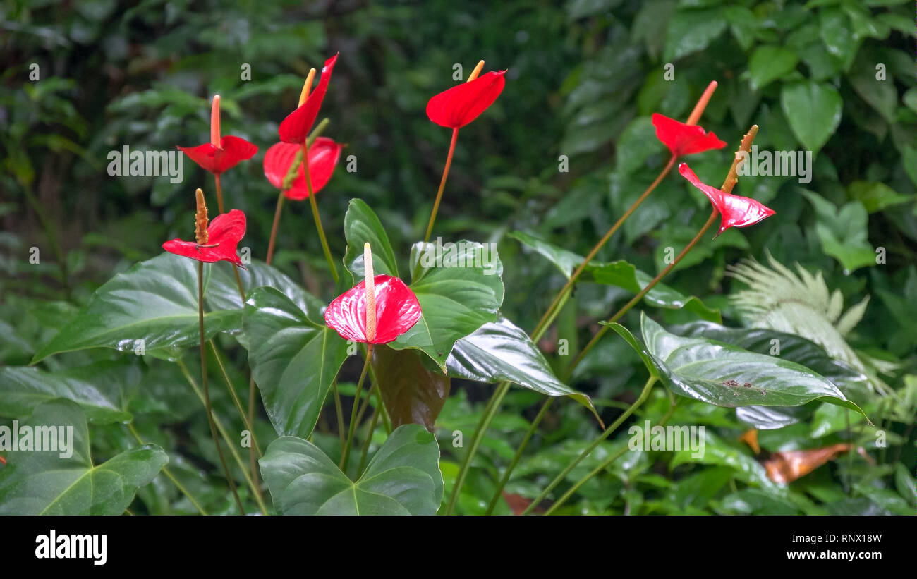 clump of red anthurium flowers growing in a garden on maui Stock Photo ...