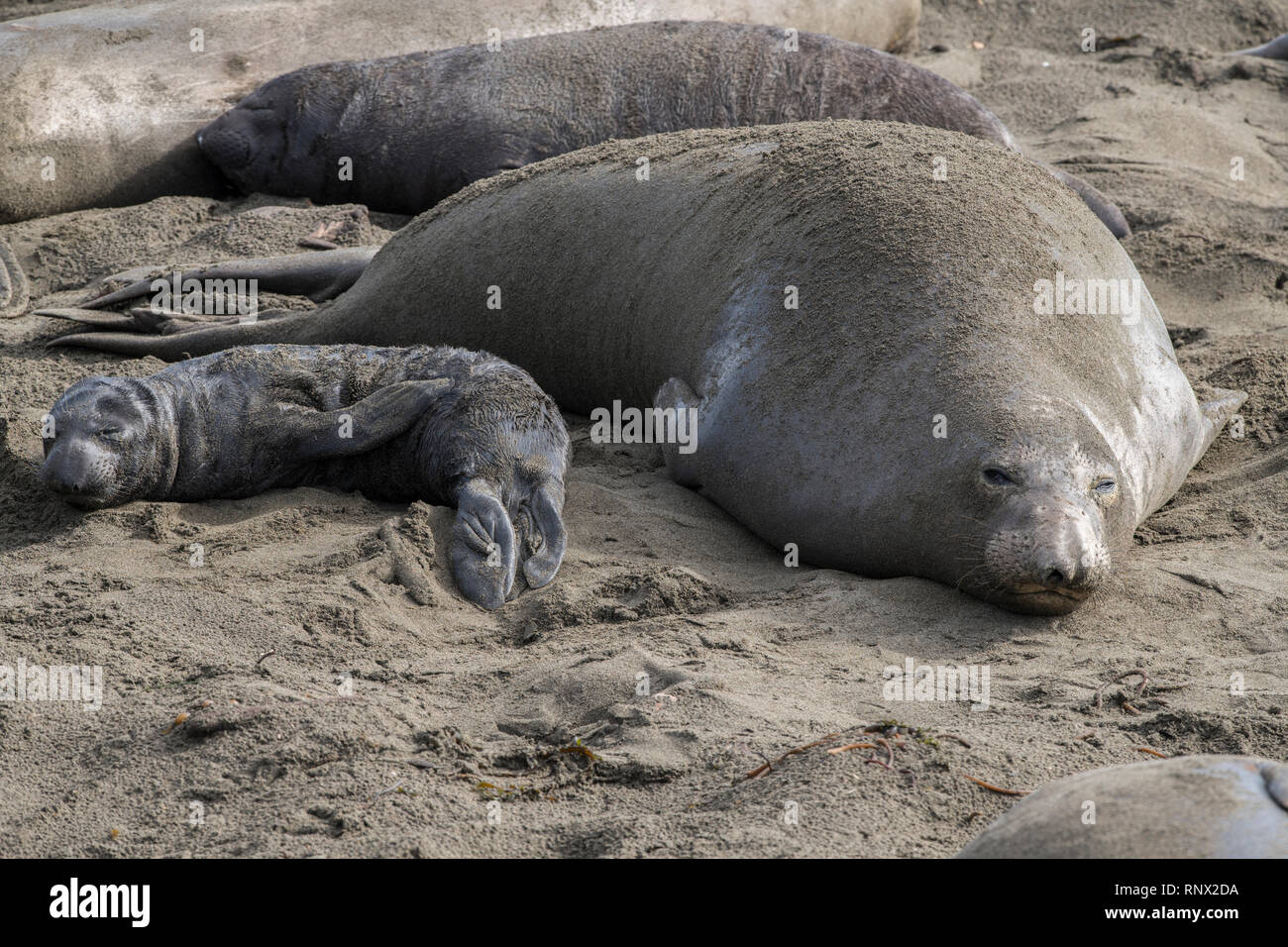 Northern elephant seal, Piedras Blancas rookery, California Stock Photo