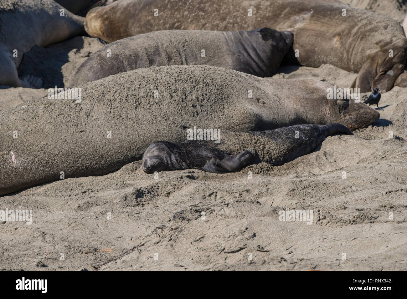 Northern elephant seal, Piedras Blancas rookery, California Stock Photo