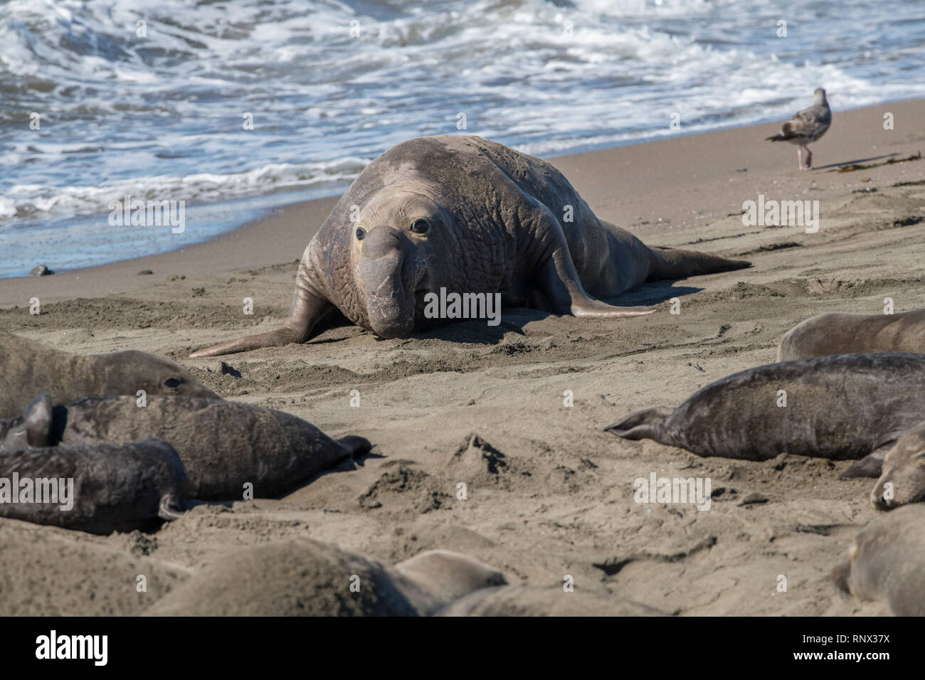 Northern elephant seal, Piedras Blancas rookery, California Stock Photo