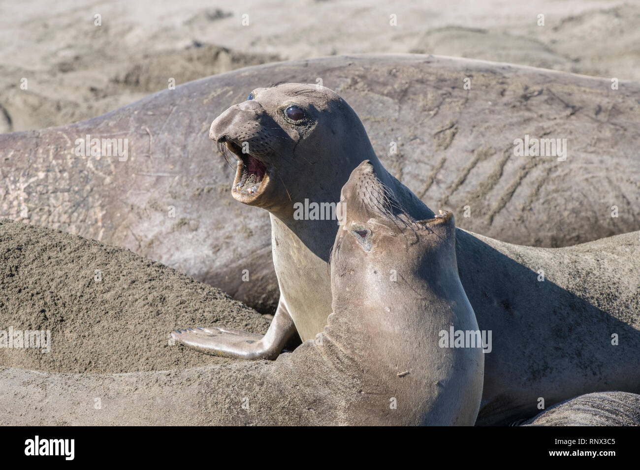 Northern elephant seal, Piedras Blancas rookery, California Stock Photo