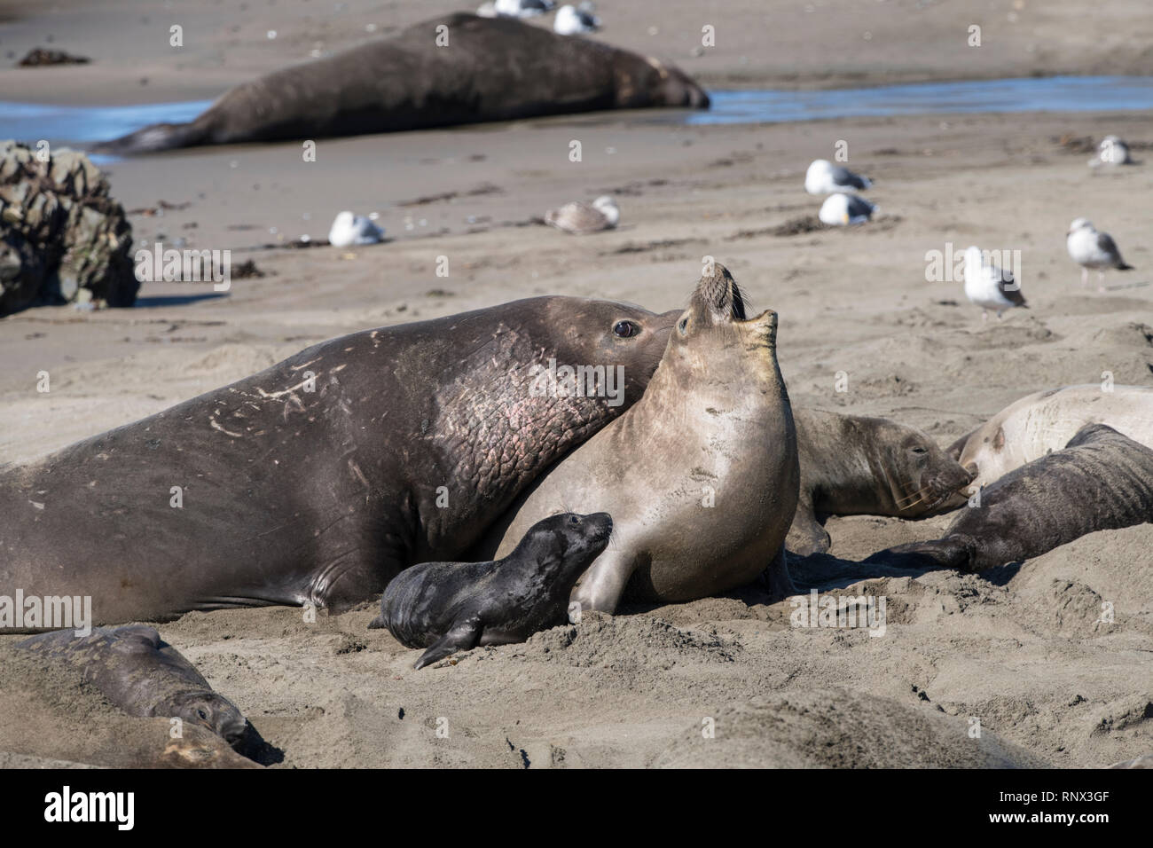 Northern elephant seal, Piedras Blancas rookery, California Stock Photo