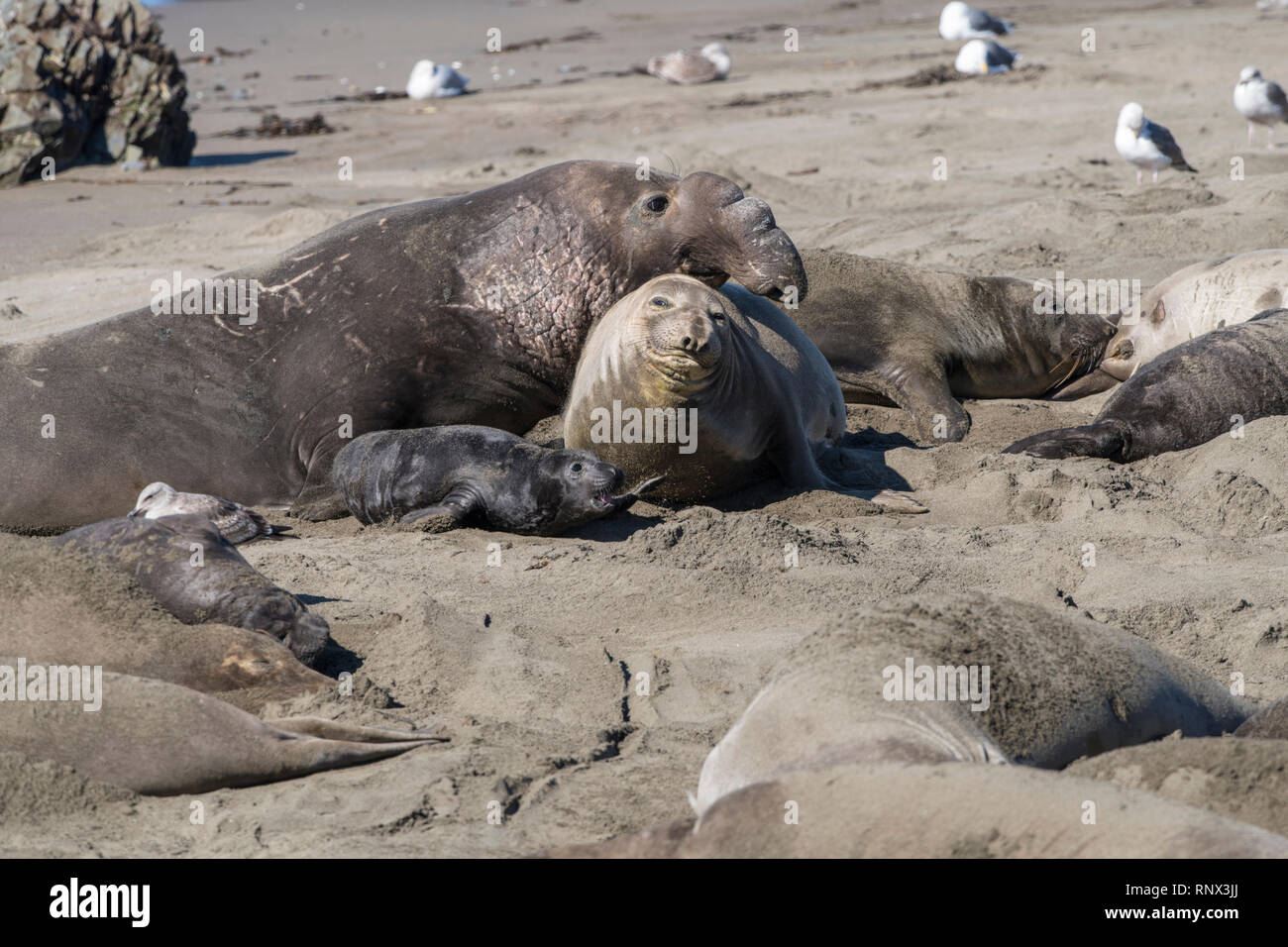 Northern elephant seal, Piedras Blancas rookery, California Stock Photo