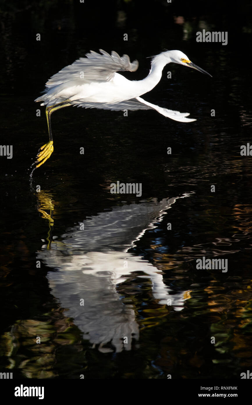 Snowy Egret (Egretta thula) in Flight - Green Cay Wetlands, Boynton Beach, Florida, USA Stock Photo