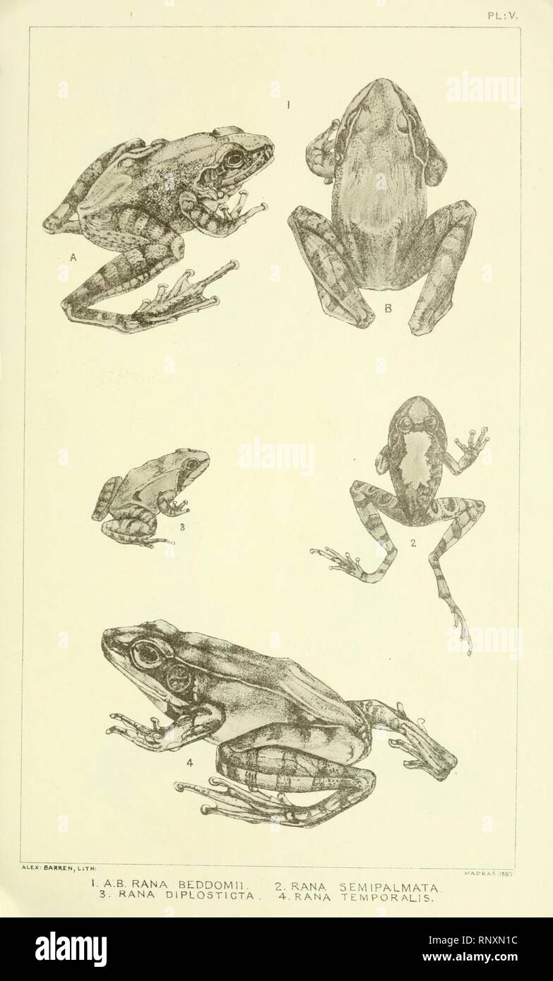Catalogue of the Batrachia Salientia and Apoda (frogs, toads, and cœcilians) of southern India (Plate V) Stock Photo