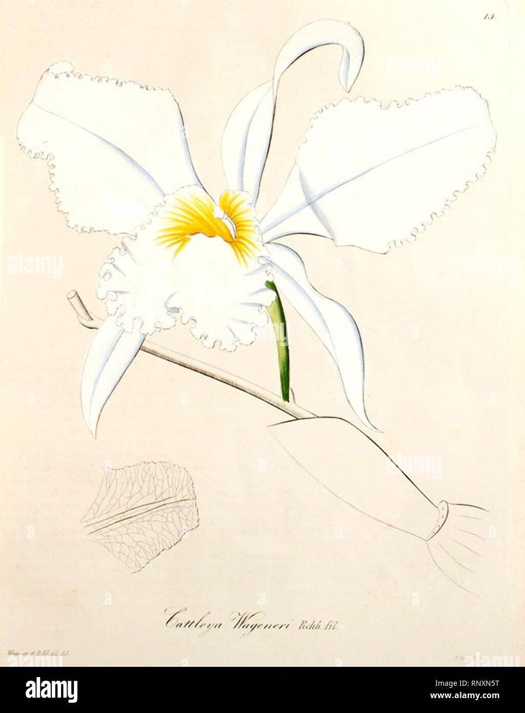 Cattleya mossiae (as Cattleya wageneri) - Xenia 1 pl. 13 (1858). Stock Photo