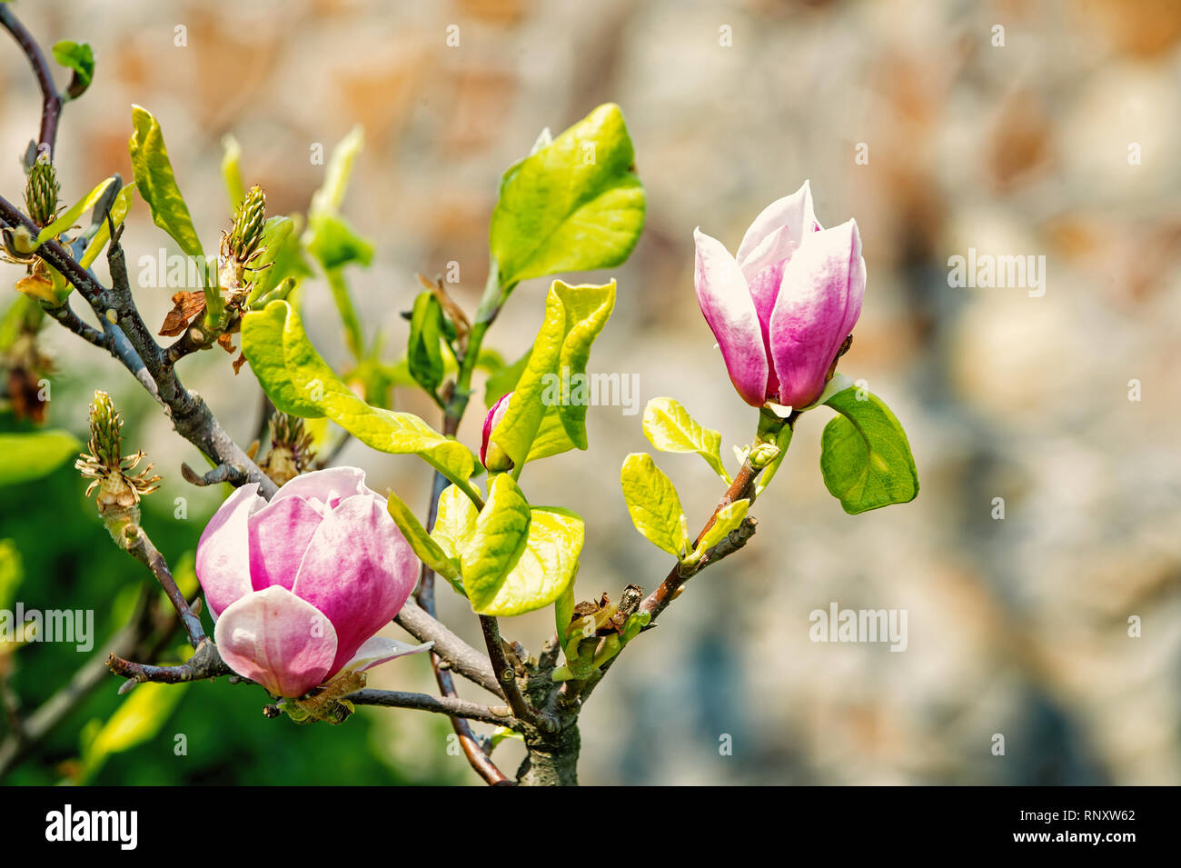 Nature, beauty, environment. Blossom of magnolia tree on sunny day ...