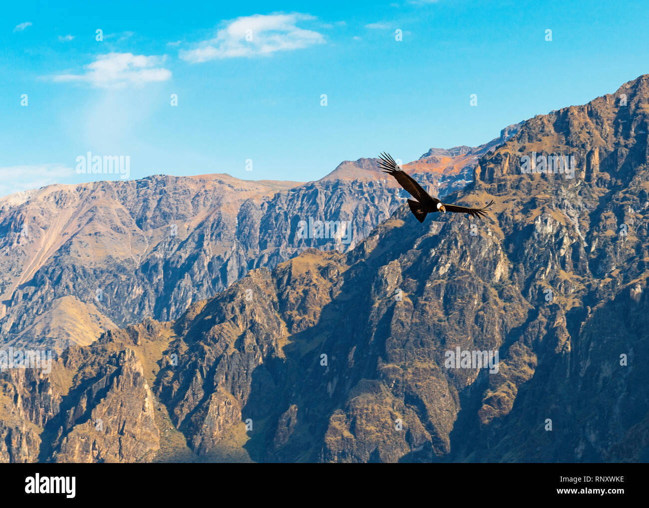 The Andean Condor (Vultur Gryphus) flying above the Andes Mountain Range nearby the Colca Canyon, Arequipa, Peru. Stock Photo