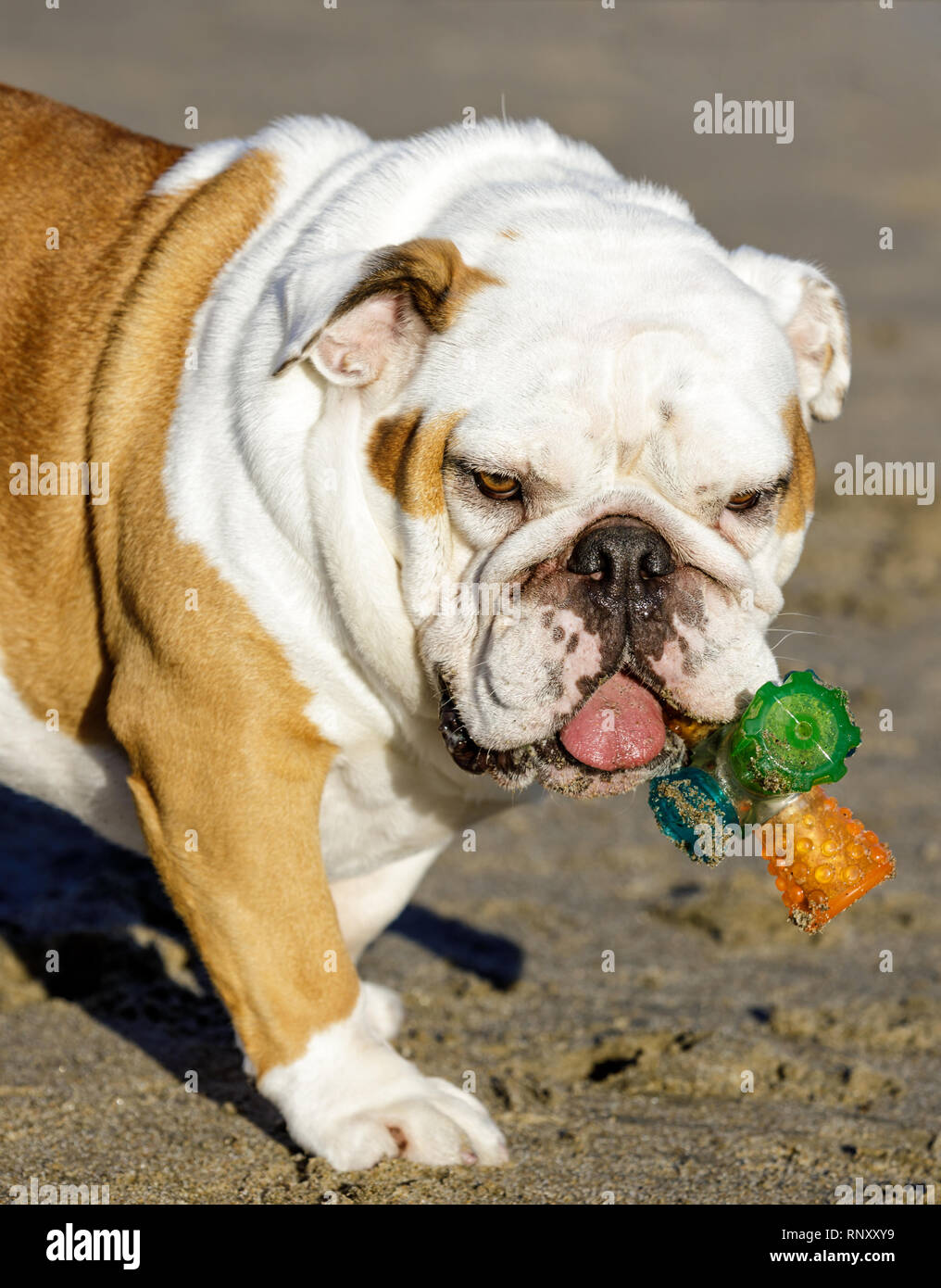 Are Apples Good For English Bulldogs