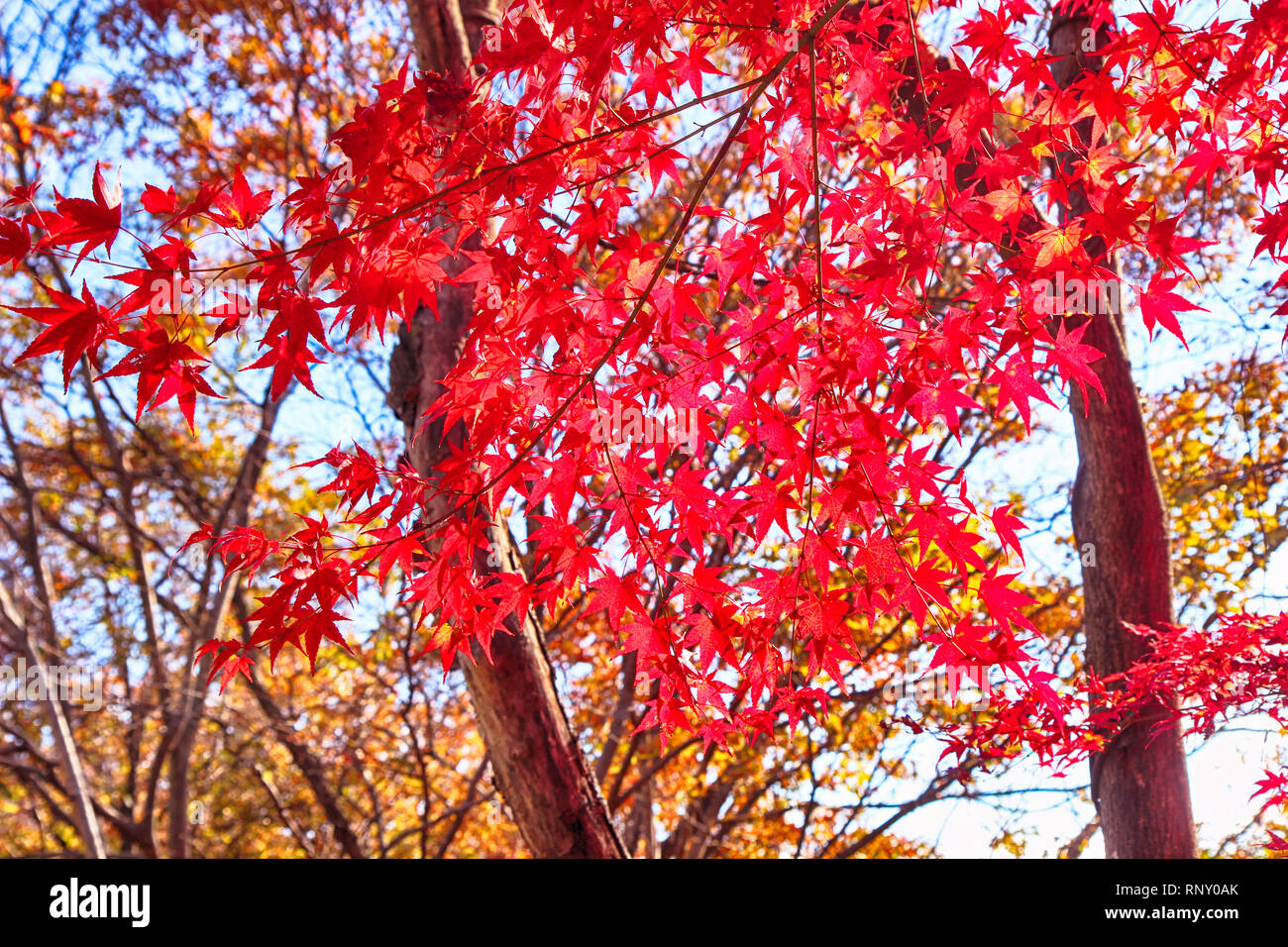 Red Maple in Piagol, Jirisan Mountain, Guerye, Jeonnam, South Korea Asia Stock Photo