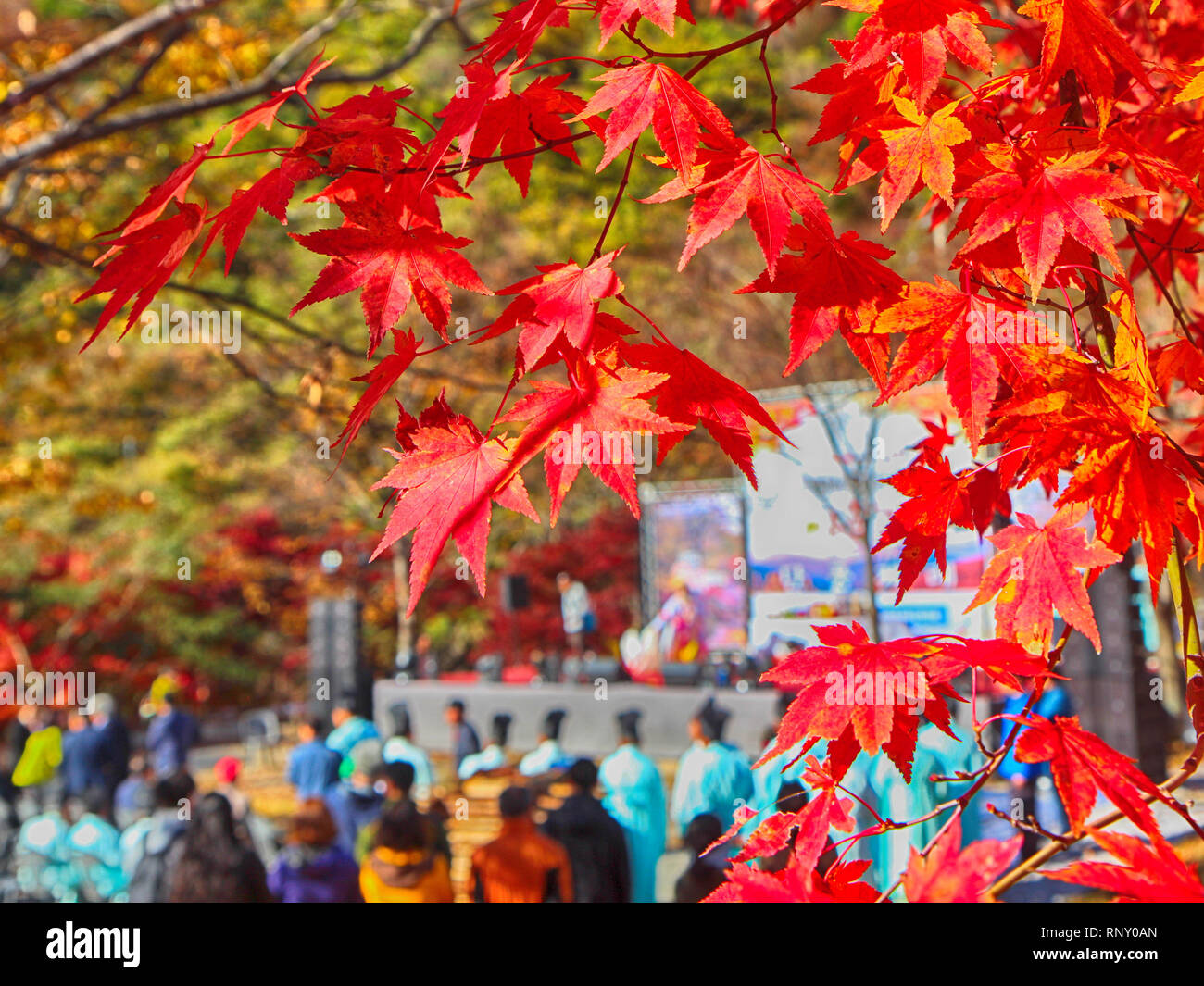 Baptism at Maple Festival in Piagol, Jirisan Mountain, Guerye, Jeonnam, South Korea, Asia Stock Photo