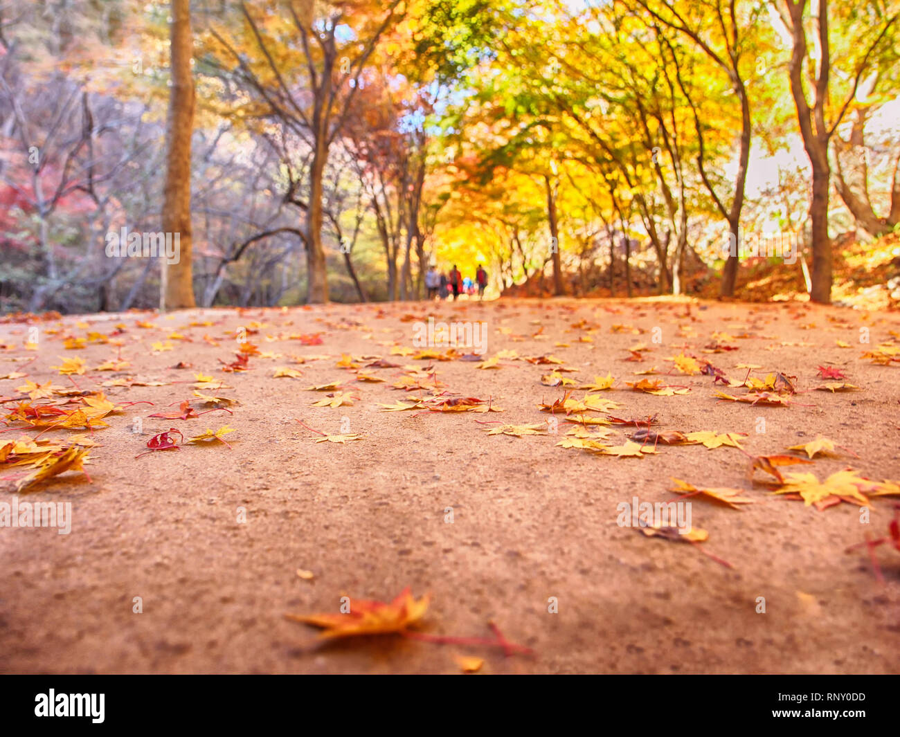 Autumn of Gancheonsan Mountain, Sunchang, Jeollanamdo, South Korea Asia Stock Photo