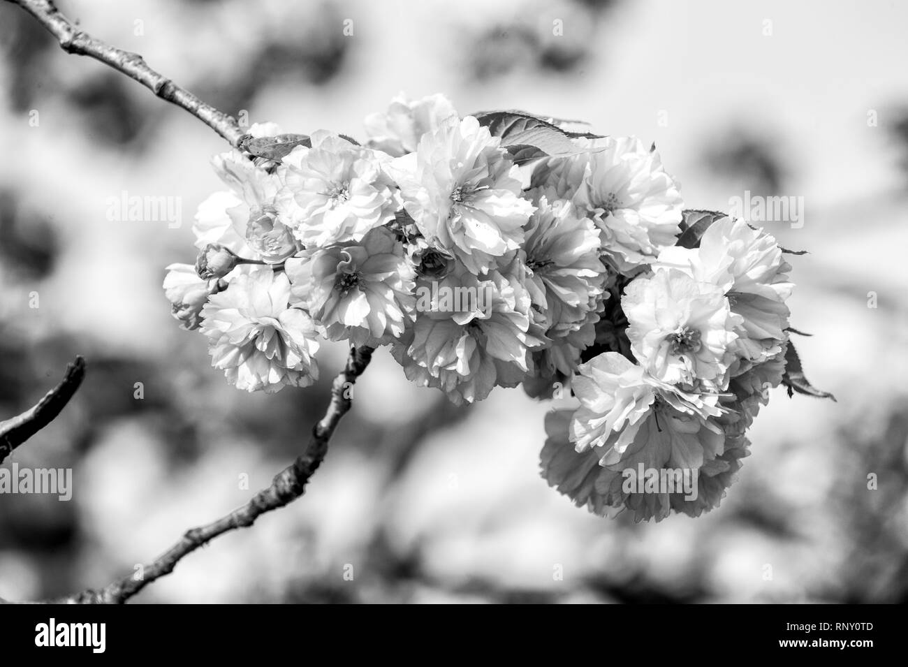 Oriental cherry tree Black and White Stock Photos & Images - Alamy