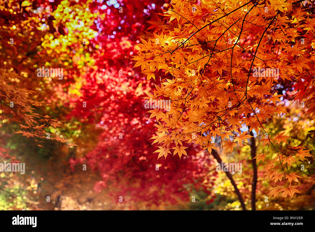 Colorful Leaves at Cheolam Maple Colony, Taebaek, Gangwondo, South Korea, Asia Stock Photo