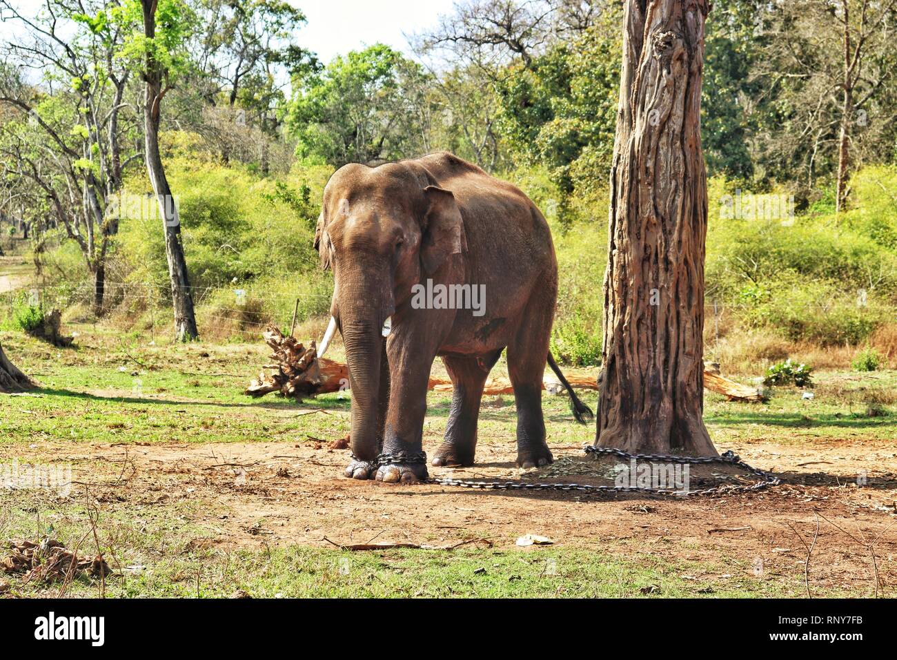 Solo elephant Stock Photo