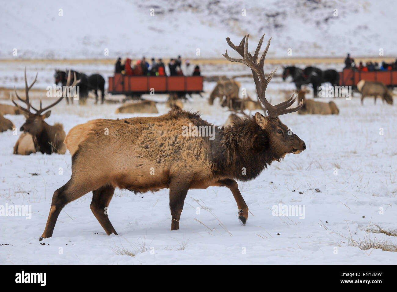 Rocky Mountain Bull elk in winter snow at the National Elk Refuge with people on a horse drawn sleigh ride in background Stock Photo