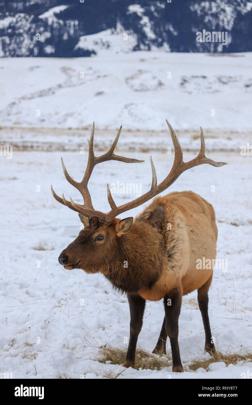 Rocky Mountain Bull elk vertical portrait in winter snow Stock Photo